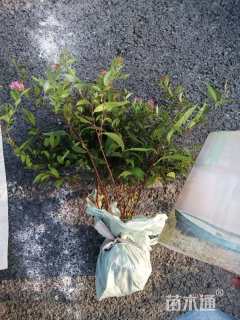 高度40厘米粉花绣线菊