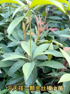 0.7公分金丝楠木