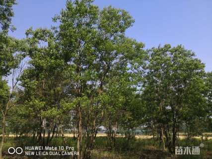 10公分(5杆)丛生乌桕