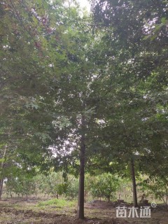 高度50厘米娜塔栎小苗