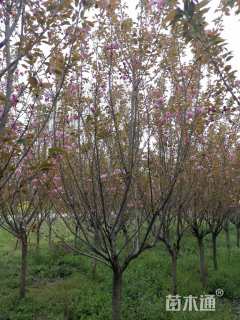 冠幅60厘米红叶石楠球