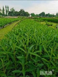 高度15厘米马鞭草