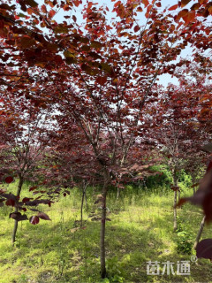 8公分加拿大紫荆