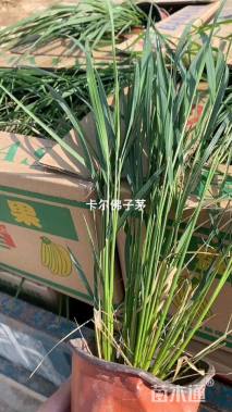 高度60厘米拂子茅