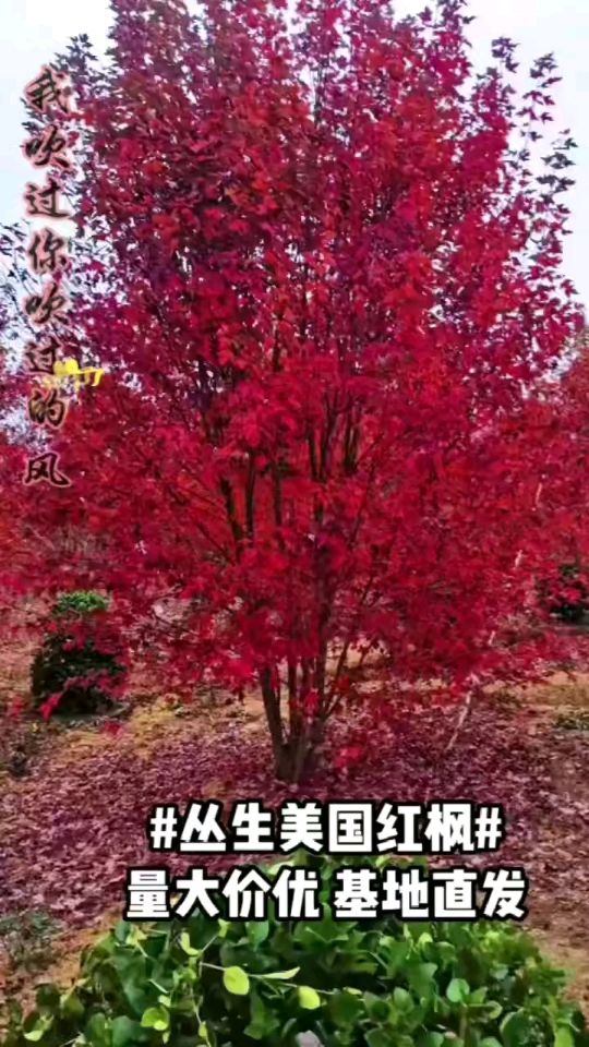 高度550厘米丛生美国红枫