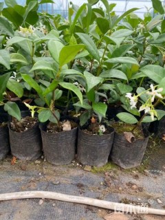 20厘米风车茉莉