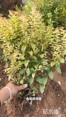 高度30厘米金焰绣线菊