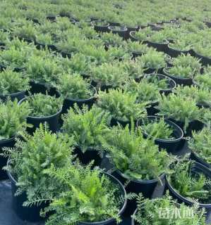 高度15厘米西洋蓍草