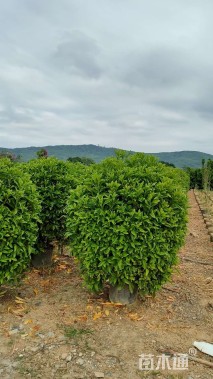 高度130厘米非洲茉莉球