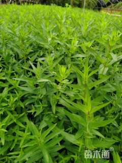 高度25厘米千屈菜