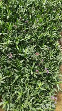 高度15厘米荷兰菊