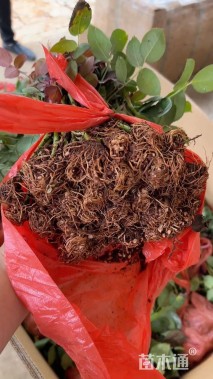 高度10厘米月季