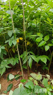 0.7公分0.7公分盐肤木（五倍子）