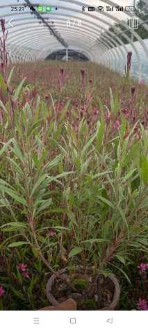 高度30厘米山桃草