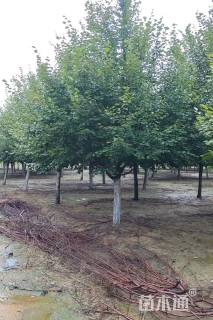 15公分欧洲小叶椴