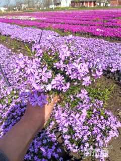 高度15厘米芝樱