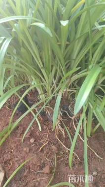 高度10厘米百子莲