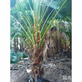 裸干高150厘米蒲葵