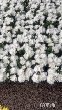 高度20厘米杭白菊