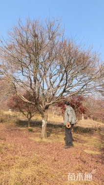 14公分日本红枫