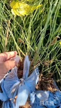 高度60厘米棣棠