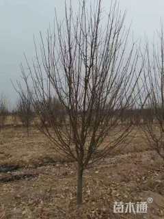 12公分八棱海棠