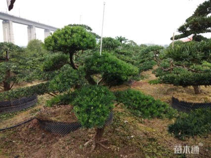 造型罗汉松