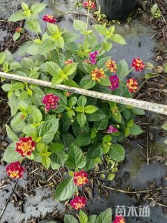 冠幅30厘米五色梅