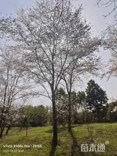 22公分日本早樱