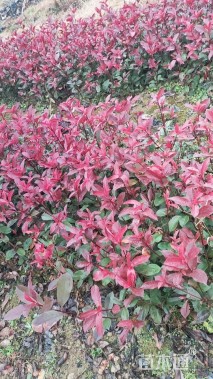 高度40厘米红叶石楠小苗