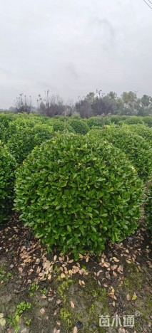 冠幅150厘米大叶黄杨球