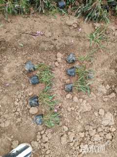 高度20厘米山桃草