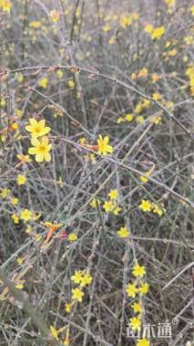 高度40厘米迎春花