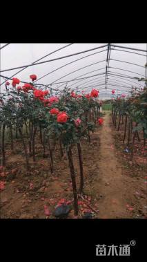 高度80厘米月季