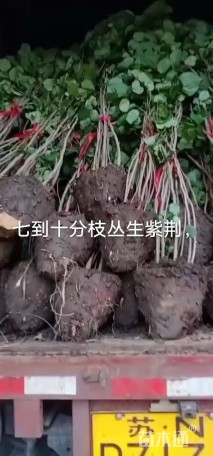 高度250厘米丛生紫荆