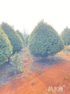 冠幅250厘米茶花球