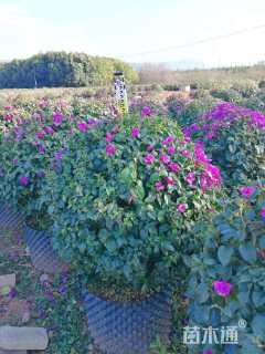 冠幅80厘米红叶石楠球