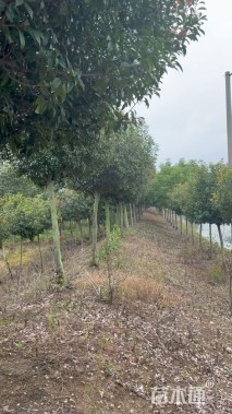 8公分高杆红叶石楠