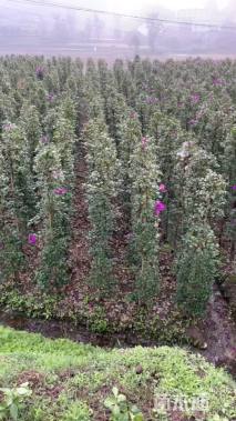 高度200厘米三角梅藤条