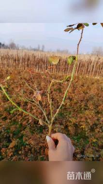 高度20厘米月季