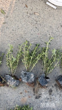 高度15厘米金边六月雪