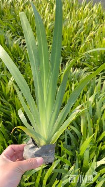 高度30厘米德国鸢尾