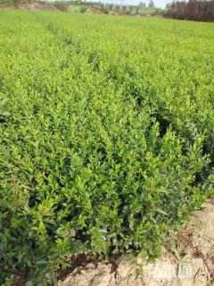 高度60厘米水蜡