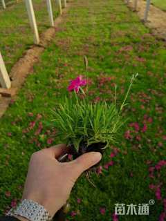 高度6厘米欧石竹