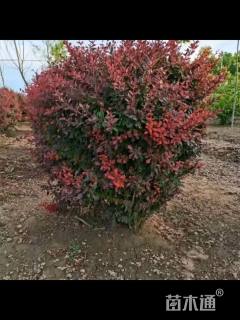 冠幅100厘米紫叶小檗球