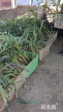 高度30厘米再力花