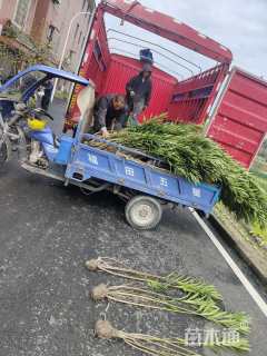 高度130厘米夹竹桃