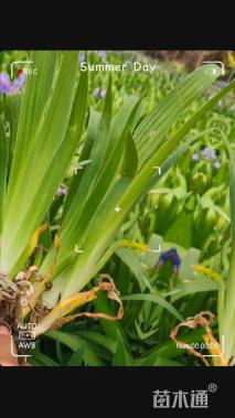 高度20厘米燕尾草