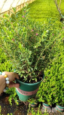 高度30厘米满天星