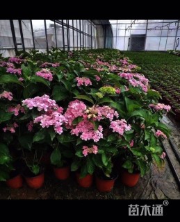 高度20厘米八仙花